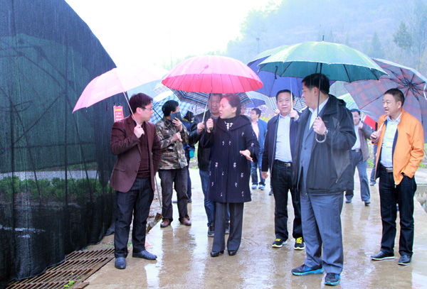 算好投入产出账 不断提升园区效益——苟英明带队调研我市现代农业园区建设